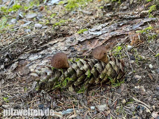 Brauner Stäubling, Lycoperdon umbrinum
