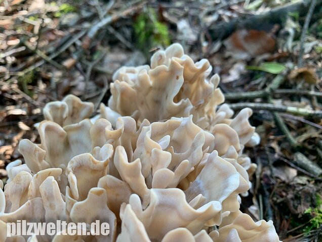 Breitblättrige Glucke, Sparassis brevipes