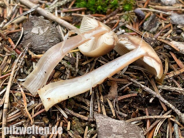 Butterrübling, Rhodocollybia butyracea