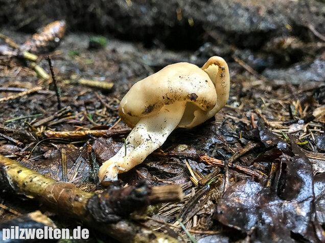 Elastische Lorchel, Helvella elastica