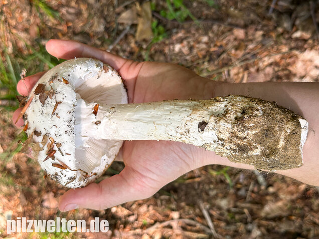 Fransiger Wulstling, Amanita strobiliformis