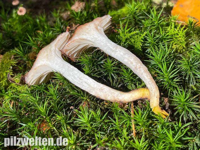 Gefleckter Gelbfuß, Gomphidius maculatus