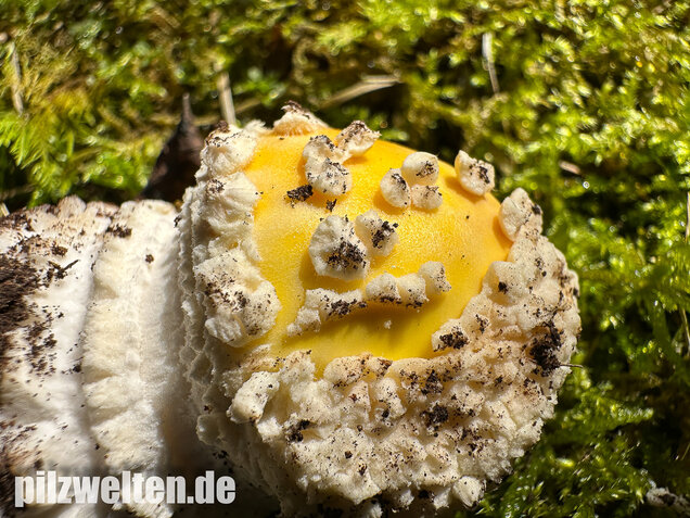Gelber Fliegenpilz, Amanita muscaria var. formosa