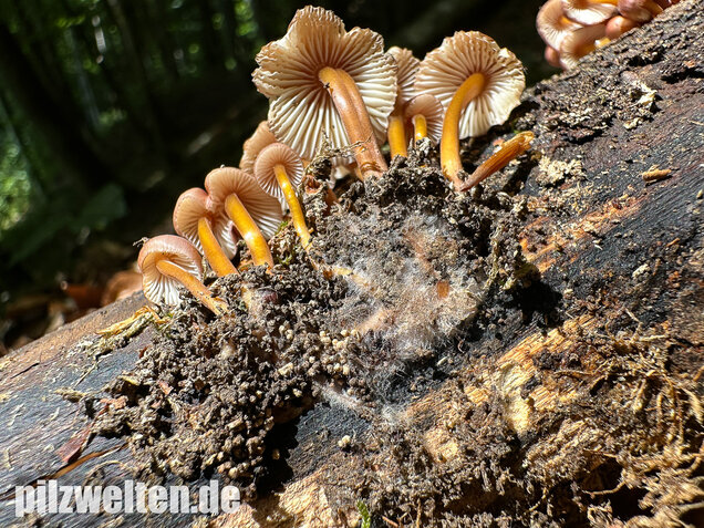 Gelbstieliger Nitrathelmling, Gelbfüßiger Nitrosehelmling, Mycena renati