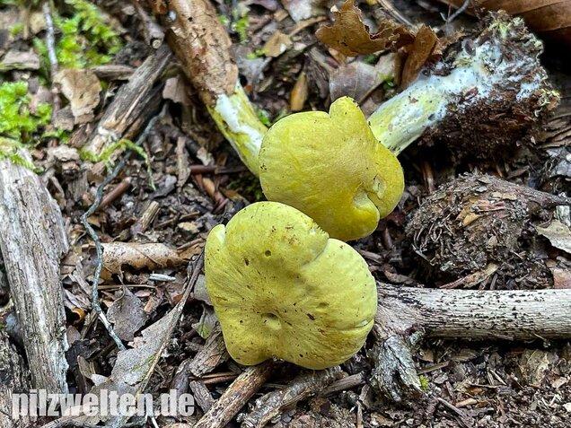 Gemeiner Schwefelritterling, Tricholoma sulphureum