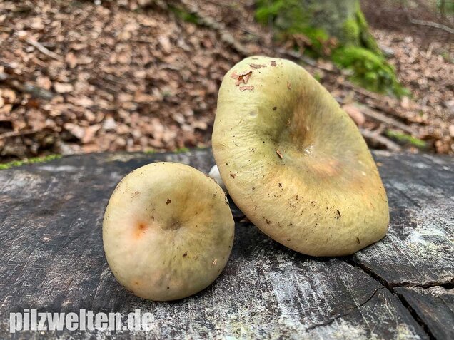 Grasgrüner Täubling, Russula aeruginea