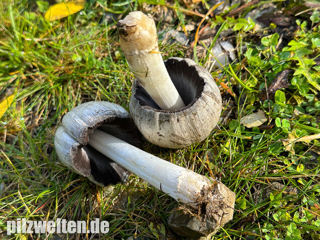 Grauer Faltentintling, Coprinopsis atramentaria