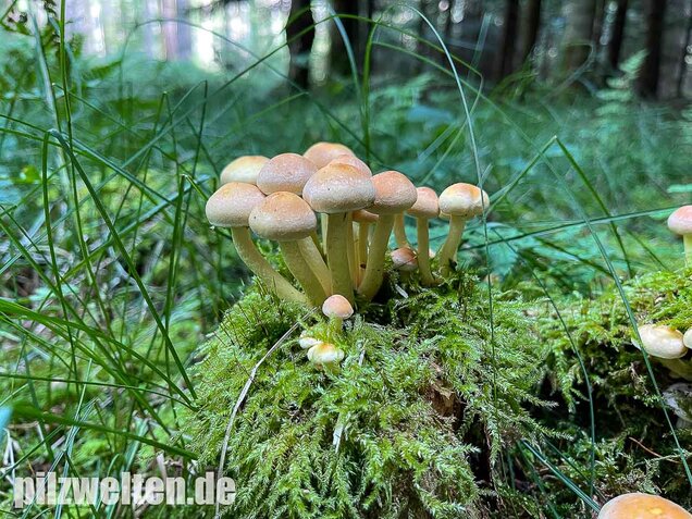 Grünblättriger Schwefelkopf, Hypholoma fasciculare