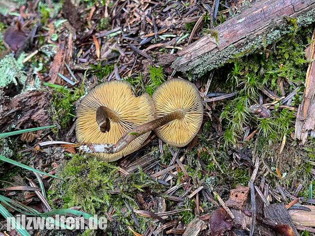 Gurkenschnitzling, Macrocystidia cucumis