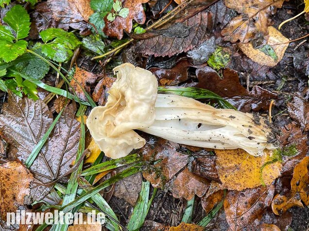 Herbstlorchel, Helvella crispa