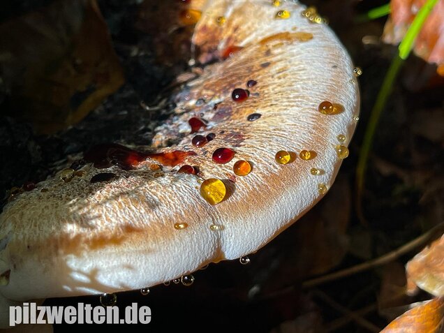 Laubholzharzporling, Ischnoderma resinosum