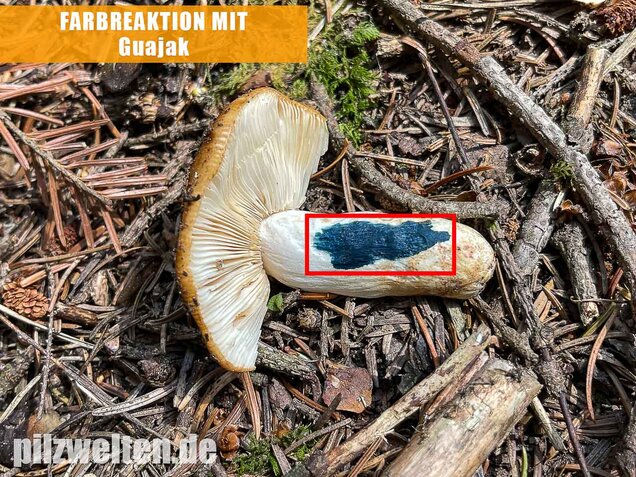 Mandeltäubling, Russula grata