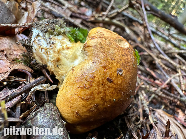 Geschmückter Schleimkopf, Phlegmacium saginum
