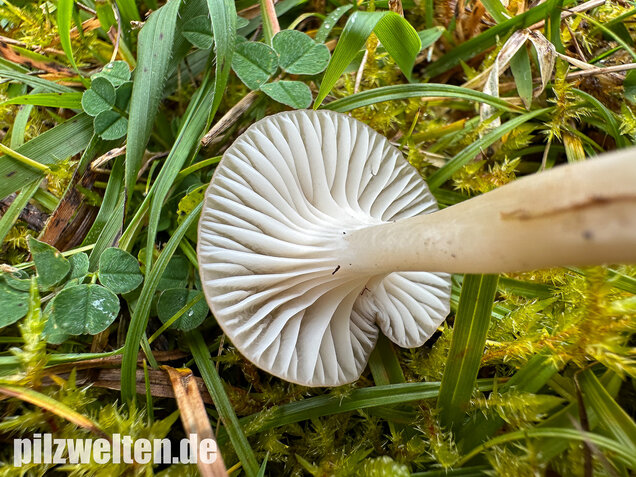 Ockerblasser Jungfernellerling, Cuphophyllus ochraceopallidus