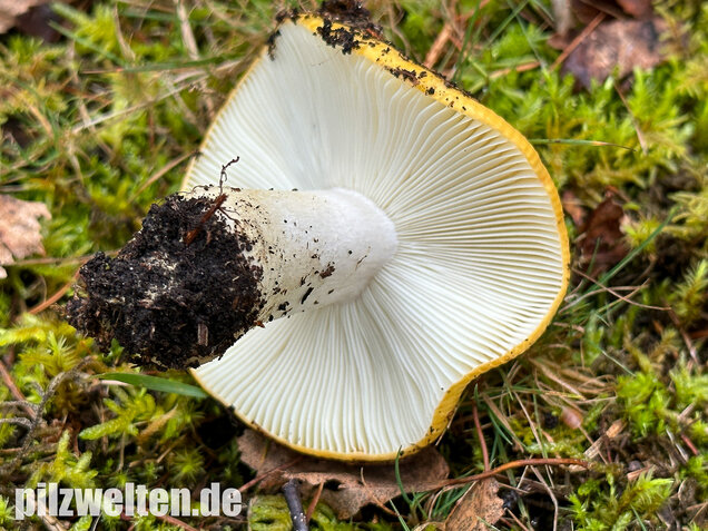 Ockergelber Täubling, Zitronentäubling, Russula ochroleuca