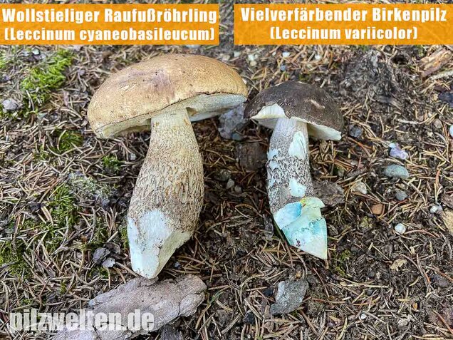 Vielverfärbender Birkenpilz, Leccinum variicolor