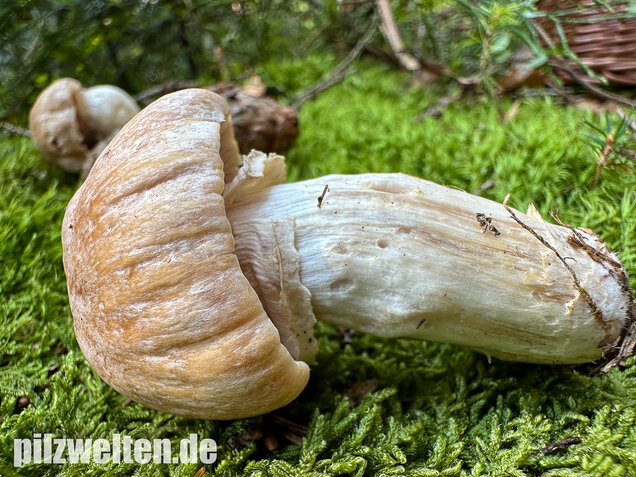 Reifpilz, Cortinarius caperatus