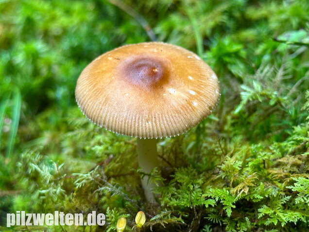Rotbrauner Scheidenstreifling, Amanita fulva