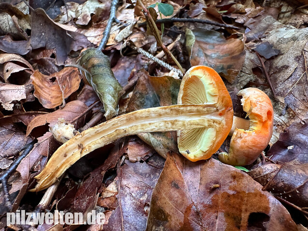 Safranroter Schüppling, Safranschüppling, Pyrrhulomyces astragalinus