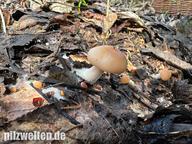 Striegeliger Rübling, Stinkender Frühlingsrübling, Gymnopus hariolorum