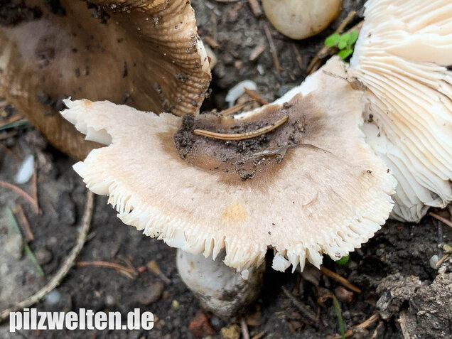 Scharfer Glanztäubling, Russula firmula