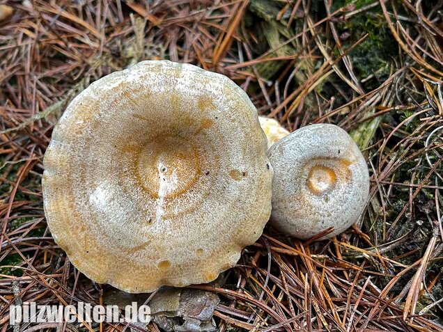 Spangrüner Kiefernreizker, Lactarius semisanguifluus