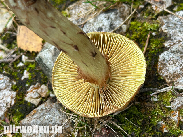 Stinkender Schleimkopf, Gelber Schleimkopf, Phlegmacium mussivum
