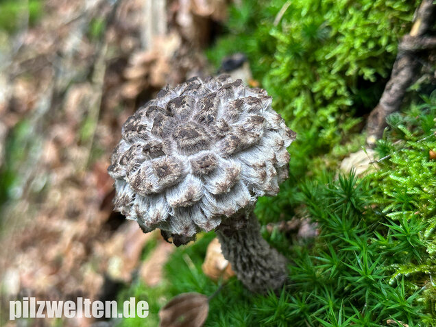 Strubbelkopfröhrling, Strobilomyces strobilaceus