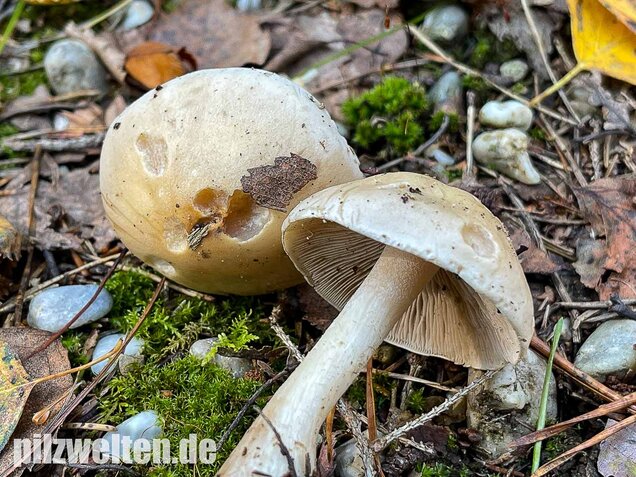 Tonblasser Fälbling, Hebeloma crustuliniforme