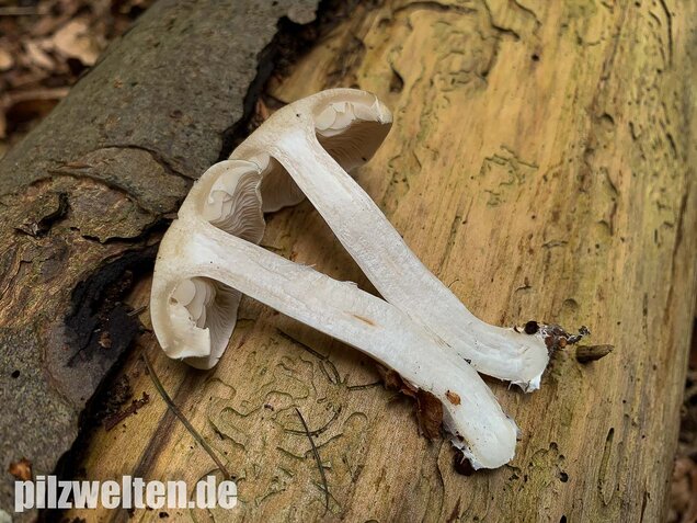 Unverschämter Ritterling, Tricholoma lascivum