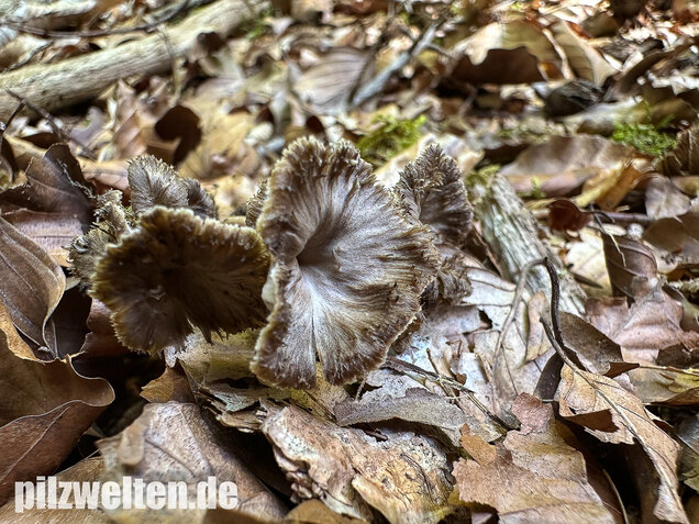 Krause Kraterelle, Krauser Leistling, Craterellus undulatus