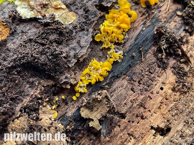 Weiden-Stängelbecherchen, Hymenoscyphus conscriptus