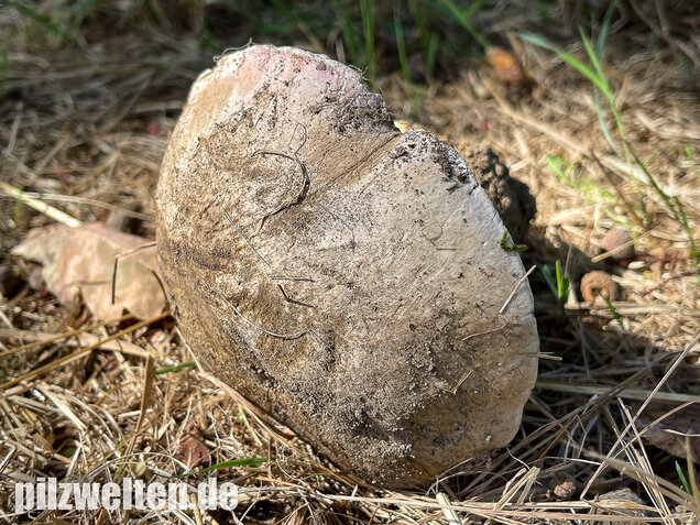 Wurzelnder Bitterröhrling, Caloboletus radicans