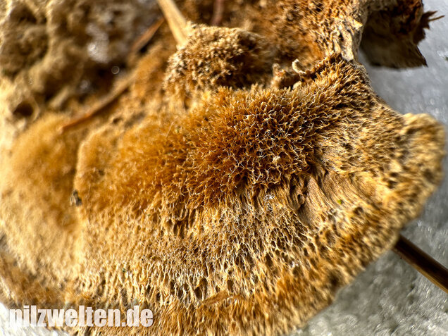 Braune Borstentramete, Braune Auentramete, Coriolopsis gallica