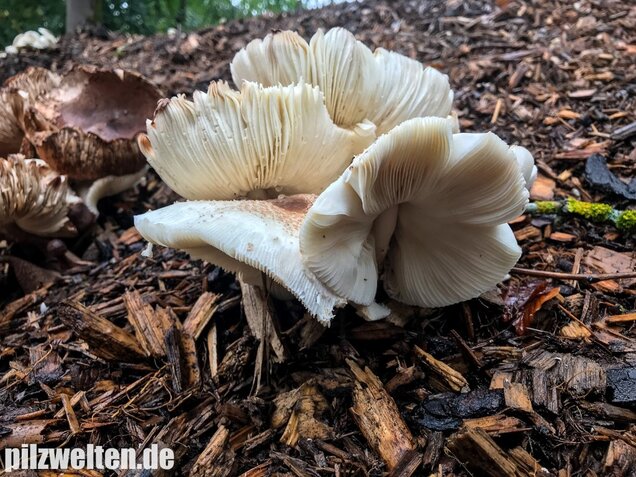 Büscheliger Egerlingsschirmling, Leucoagaricus americanus