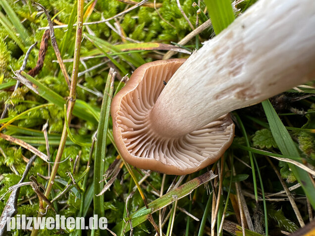 Dattelbrauner Ellerling, Cuphophyllus colemannianus