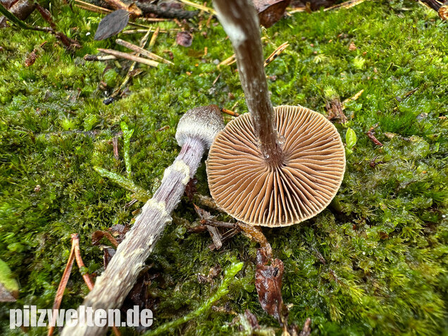 Duftender Gürtelfuß, Pelargoniengürtelfuß, Cortinarius flexipes