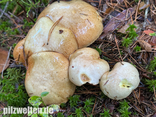 Elfenbeinröhrling, Weymouthsröhrling, Suillus placidus