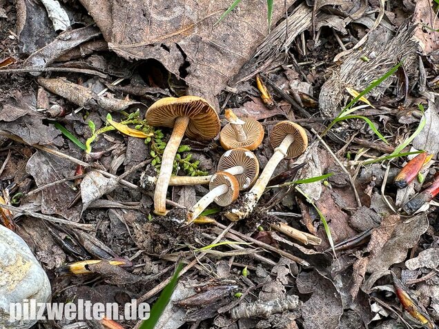 Frühlings-Glockenschüppling, Conocybe aporos
