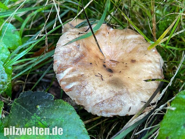 Gefleckter Gelbfuß, Gomphidius maculatus
