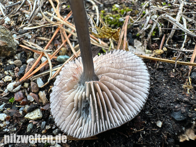 Gesägter Rötling, Entoloma serrulatum