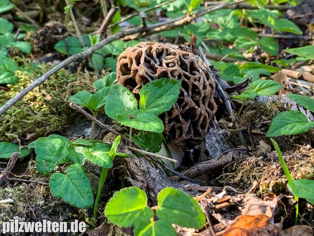 Graue Speisemorchel, Morchella vulgaris
