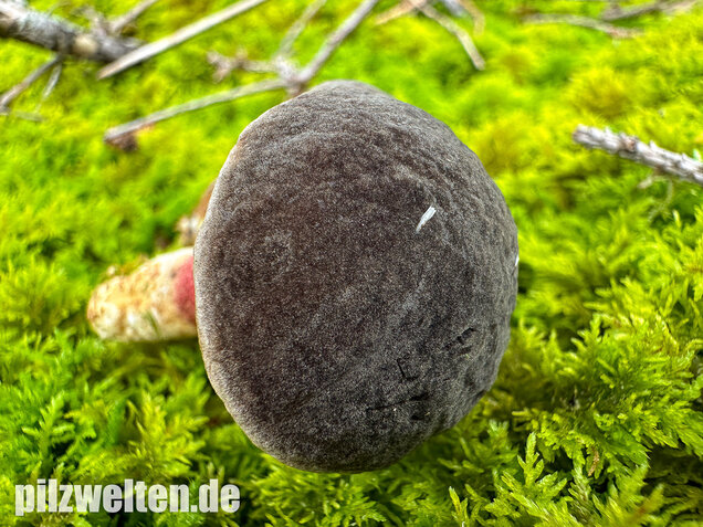 Herbstrotfußröhrling, Stattlicher Rotfußröhrling, Xerocomellus pruinatus
