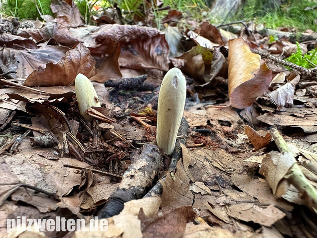 Herkuleskeule, Riesenkeule, Clavariadelphus pistillaris