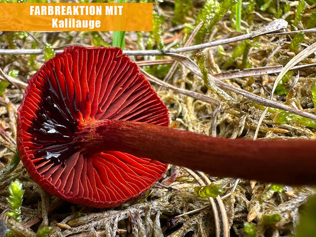 Blutroter Hautkopf, Bluthautkopf, Cortinarius sanguineus