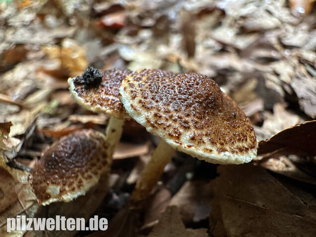 Kastanienbrauner Schirmling, Lepiota castanea