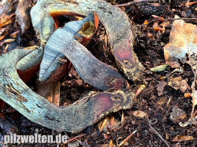 Kurznetziger Hexenröhrling, Suillellus mendax