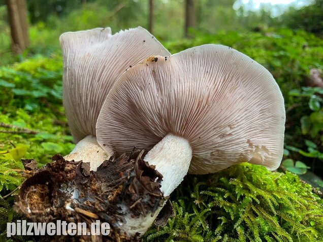 Lavendelfarbener Rötelritterling, Lepista glaucocana