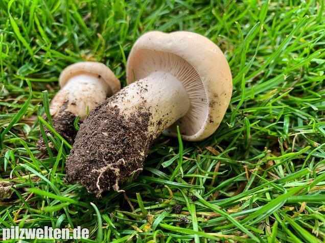Mairitterling, Georgsritterling, Calocybe gambosa
