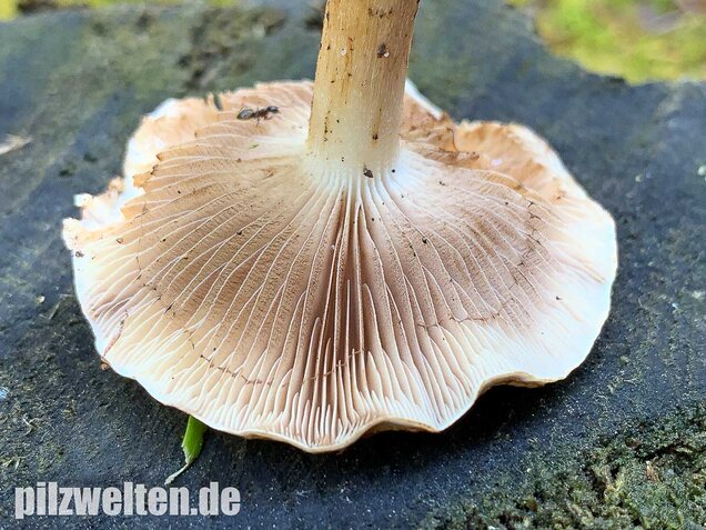 Nadelwaldschüppling, Pholiota spumosa